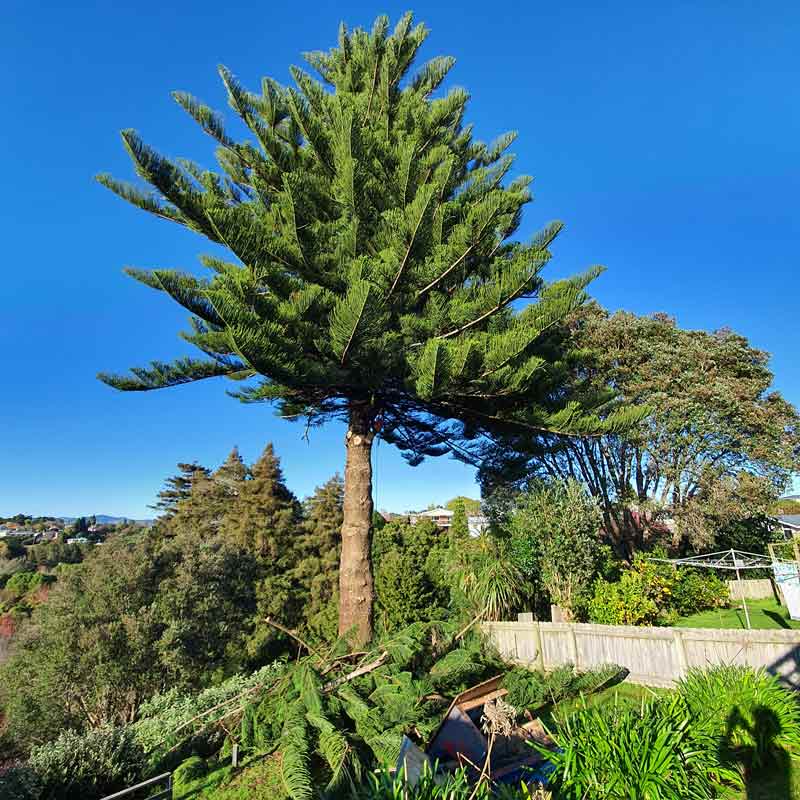Tree Dismantling