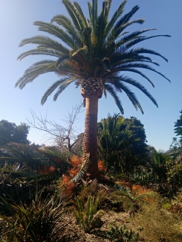 Palm Removal