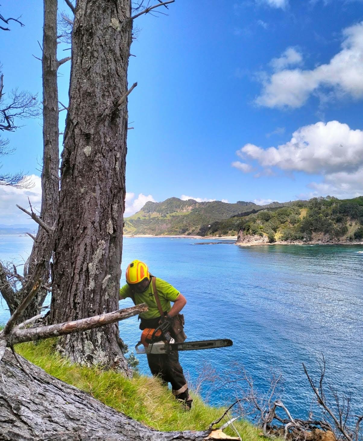 Trees DONE felling a tree on a coastal clifftop