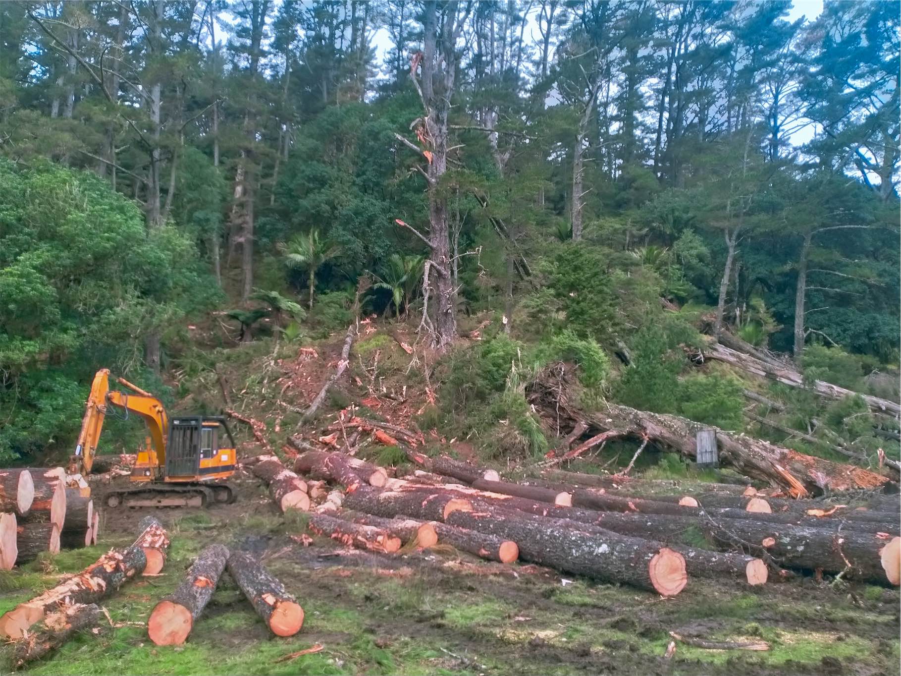 MillingDONE portable timber milling on site